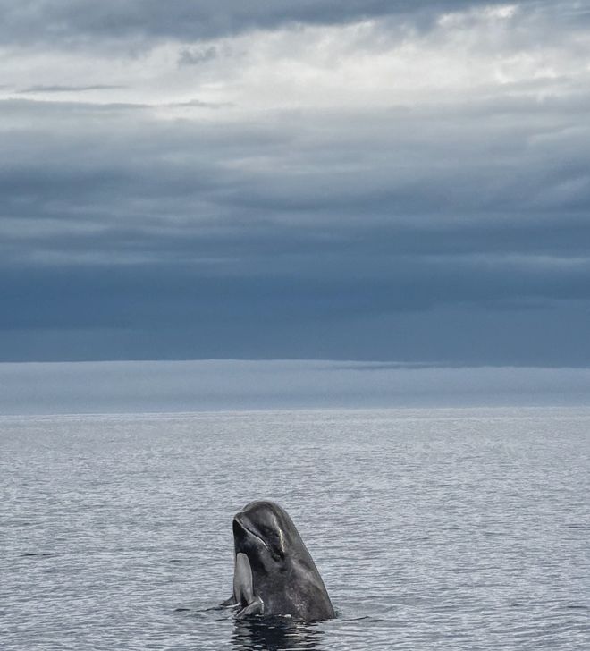 不输冰岛的北极圈胜地打卡雪山群峰下的红色渔村推开窗就是极光!(图65)